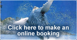 Whale Watching Booking