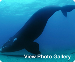 Whale Gallery